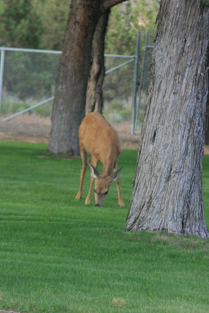 Mule deer doe