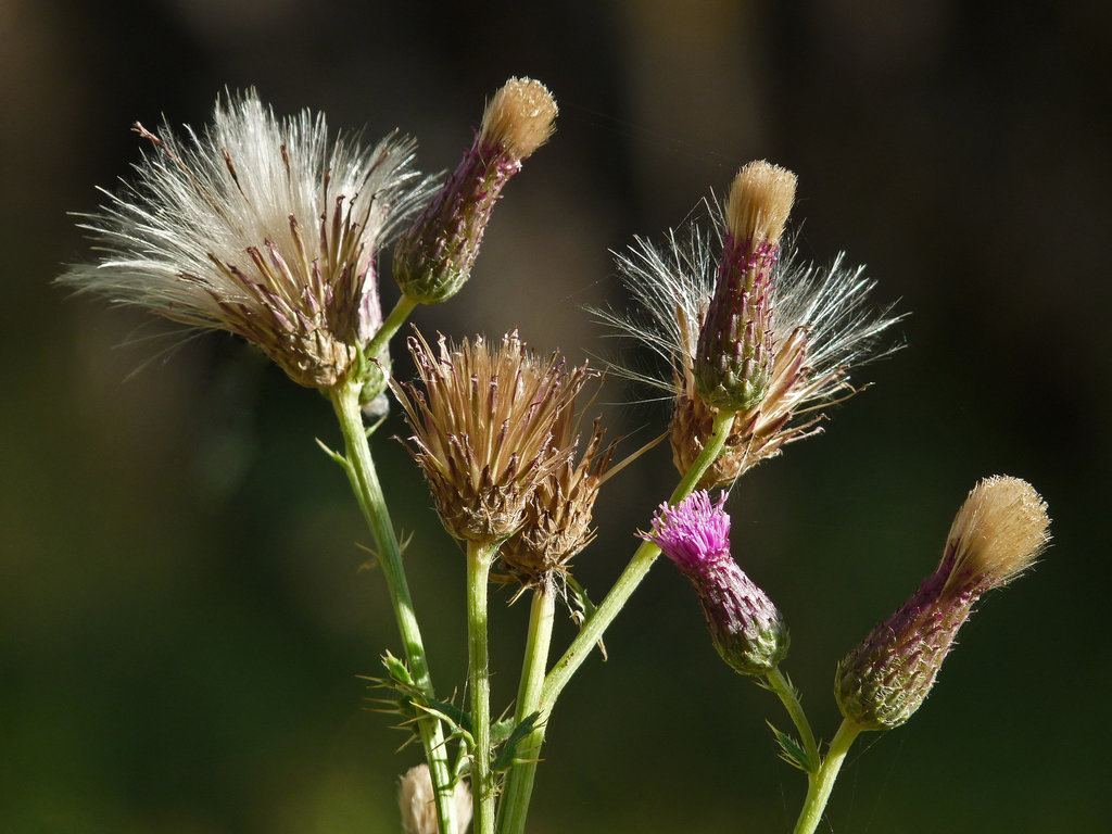 Canada/Creeping Thistle