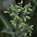 20110417-5906 Bryophyllum pinnatum (Lam.) Oken