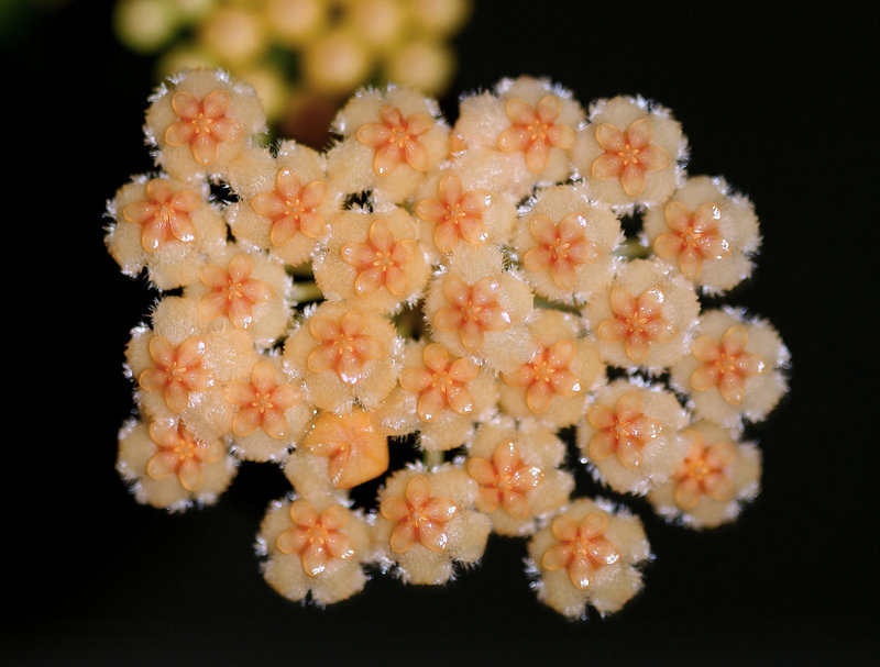 Hoya obscura (5)