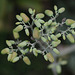 20110417-5908 Bryophyllum pinnatum (Lam.) Oken