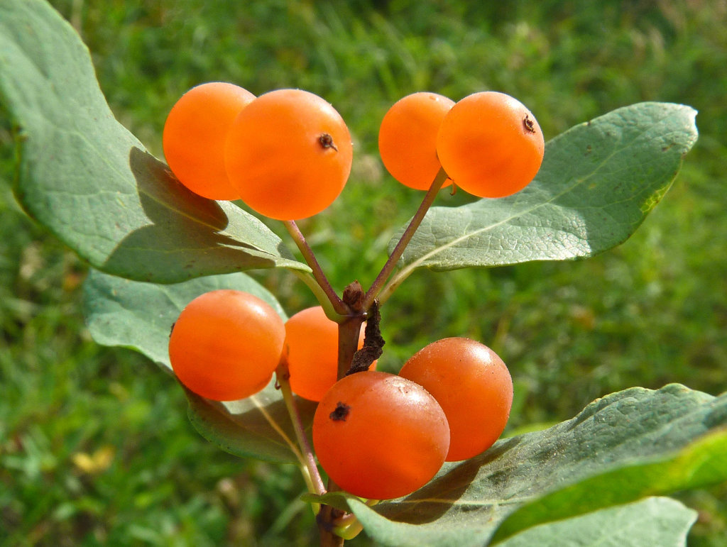 Tartarian Honeysuckle