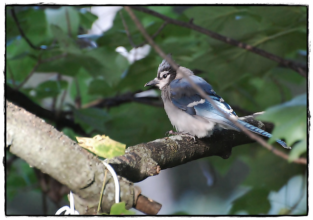 Blue Jay