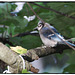 Blue Jay