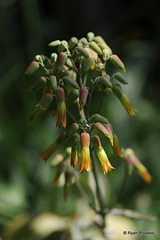 20110501-6737 Bryophyllum pinnatum (Lam.) Oken