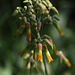 20110501-6737 Bryophyllum pinnatum (Lam.) Oken