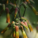 20110501-6744 Bryophyllum pinnatum (Lam.) Oken
