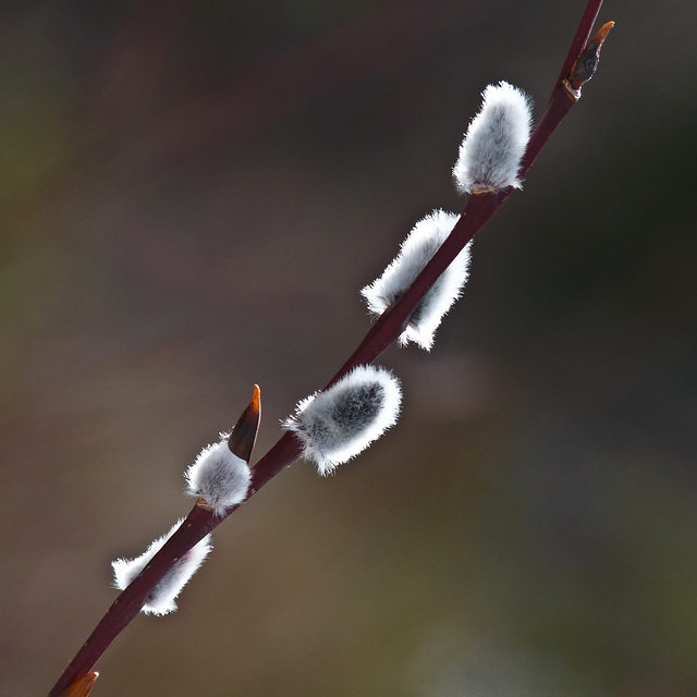 Signs of spring