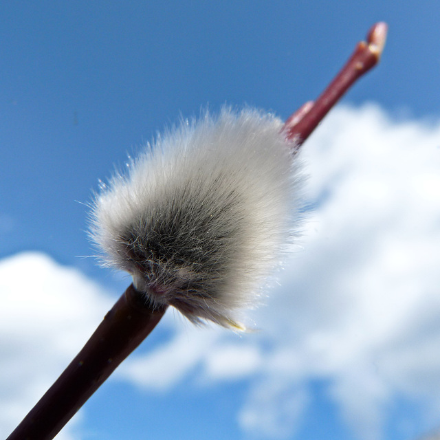 Willow catkin