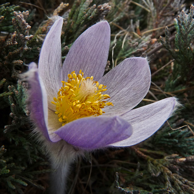 Prairie Crocus