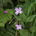 Epilobium groupe montanum (2)