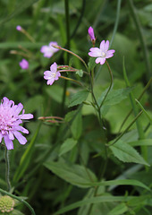 Epilobium groupe montanum (3)