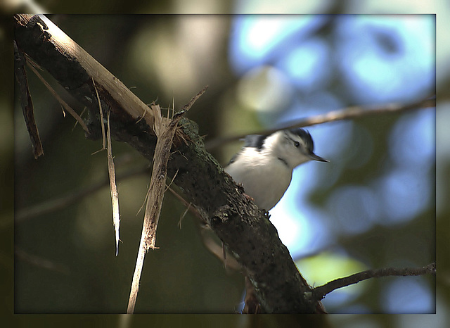 Nuthatch