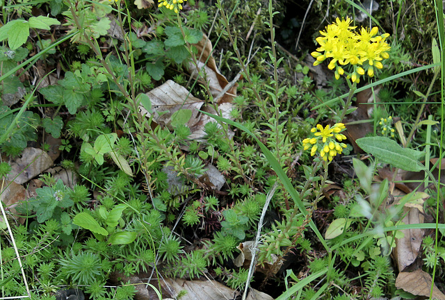 Sedum forsterianum