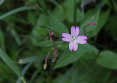 Epilobium groupe montanum (5)