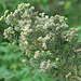20090215-0551 Conyza stricta Willd.
