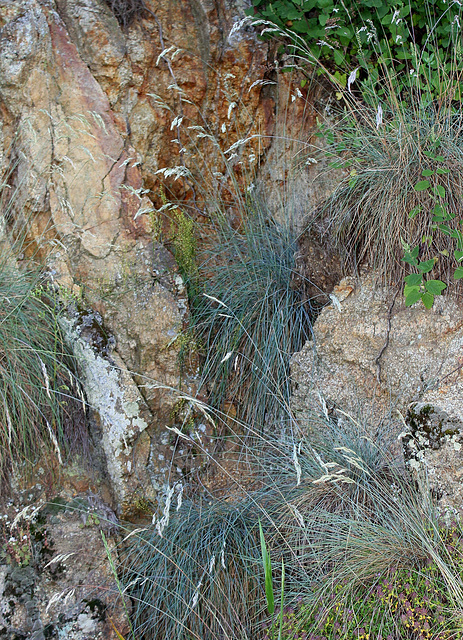 Festuqua glauca- Fétuque groupe ovina