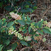 20090215-0584 Flemingia strobilifera (L.) W.T.Aiton