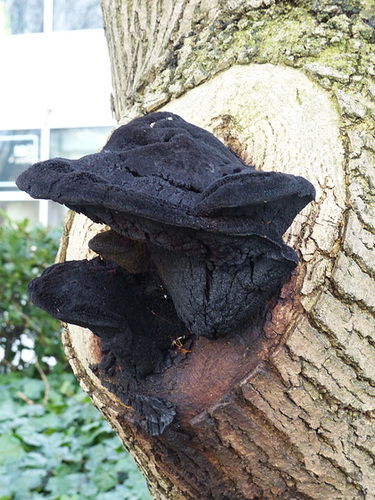 Bracket Fungus - 3 March 2014