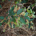 20090215-0585 Flemingia strobilifera (L.) W.T.Aiton