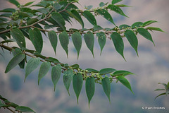 20090215-0603 Trema orientalis (L.) Blume