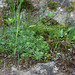Sedum forsterianum (2)