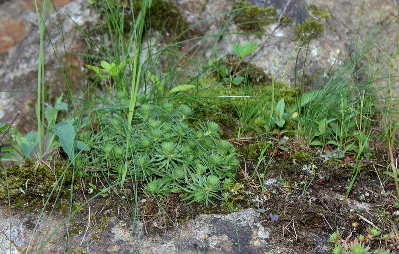 Sedum forsterianum (2)