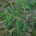 20090215-0604 Trema orientalis (L.) Blume