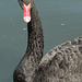 Black Swan (2) - 5 July 2013
