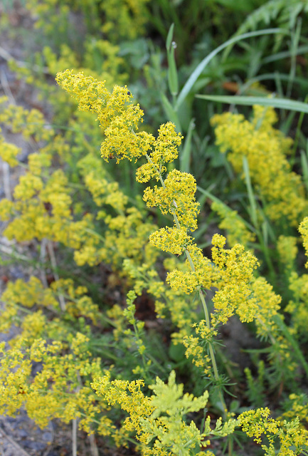 Galium verum - Gaillet vrai