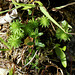 Sedum forsterianum (3)