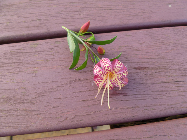 strange flower  form of eremophila