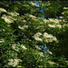 elder flowers in June