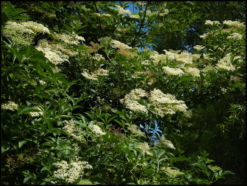 elder flowers in June