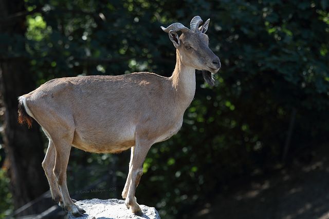 Junger Markhor (Wilhelma)