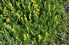 Galium verum - Gaillet vrai (2)