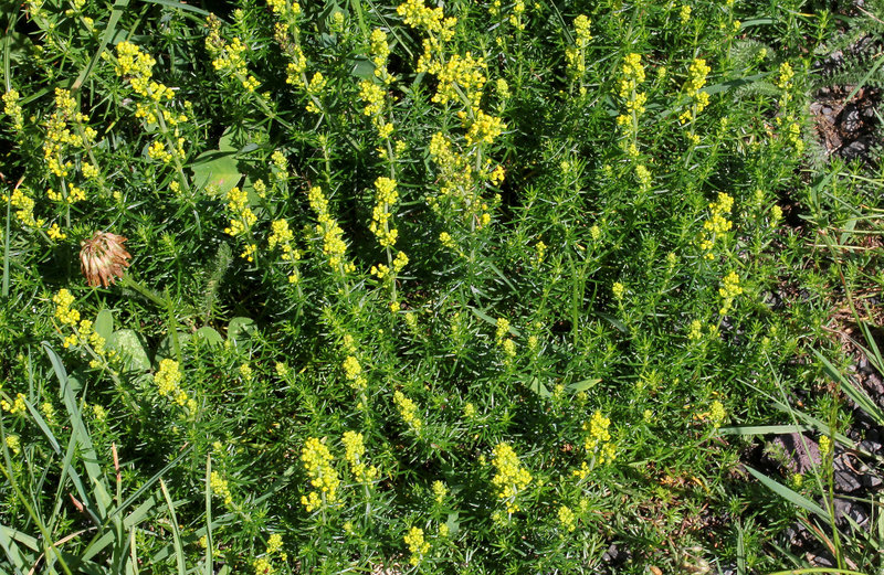 Galium verum - Gaillet vrai (2)