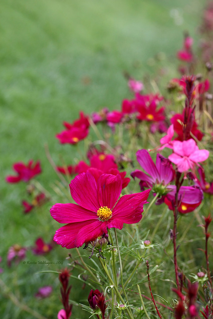 Blümchen in der Wilhelma