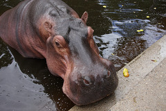 Nilpferd mit Dackelblick (Wilhelma)