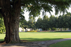 Unter dem Ginkobaum (Wilhelma)