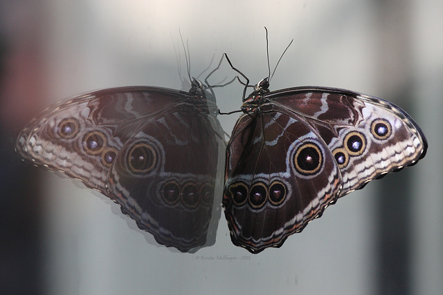 Doppelter Schmetterling (Wilhelma)