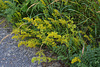 Galium verum - Gaillet vrai (3)