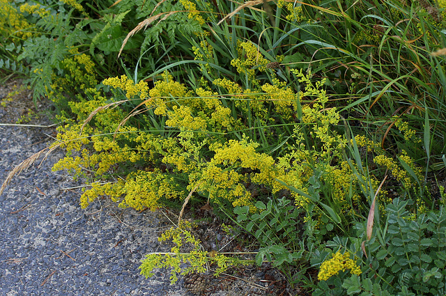 Galium verum - Gaillet vrai (3)