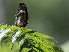 Schmetterling (Wilhelma)