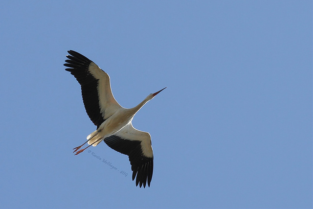 Storch über der Wilhelma