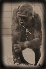 Gorilladame Mimi (Wilhelma)
