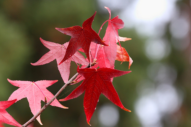 Herbstlaub in der Wilhelma