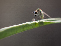 Gnat or Mosquito with a Droplet on its Proboscis