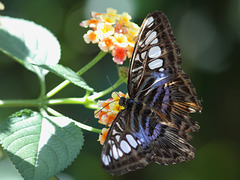 Blauer Segler (Wilhelma)