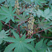 20080430-0473 Ricinus communis L.